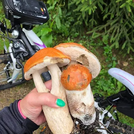 Wilkaski Zakatek * Giżycko