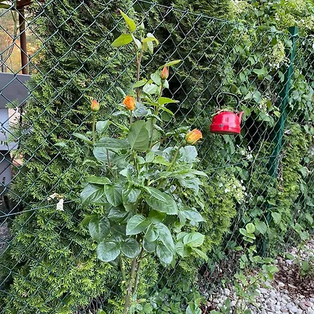 Wilkaski Zakatek Tatil Evi Giżycko