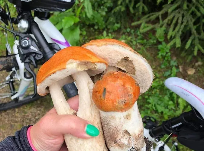 Wilkaski Zakatek * 기지크코