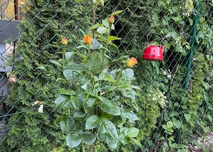 Wilkaski Zakatek 펜션 기지크코