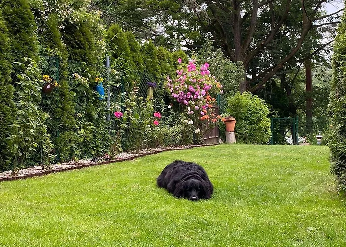 Wilkaski Zakatek * 기지크코